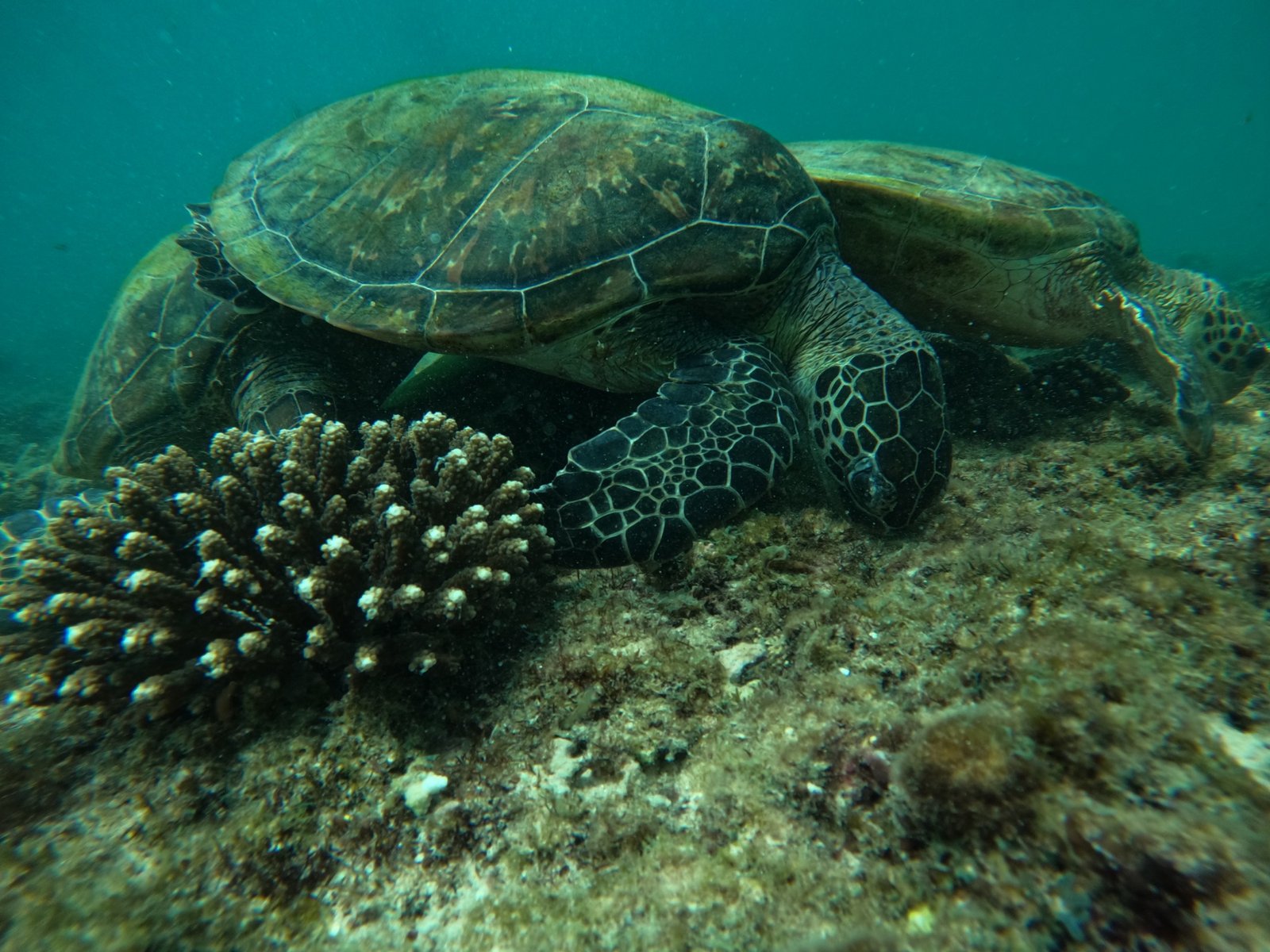 Turtle City dive site